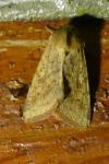 Helicoverpa armigera