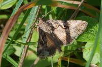 Autographa gamma