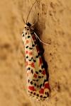 Utetheisa pulchella