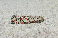 Utetheisa pulchella