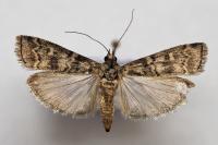 Dioryctria simplicella