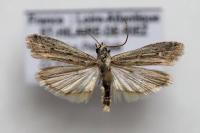Phycitodes inquinatella
