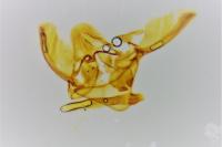 Phycitodes inquinatella