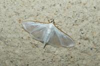 Palpita vitrealis