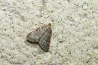 Hypsopygia glaucinalis