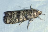 Dioryctria simplicella