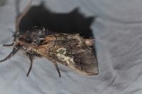 Diloba caeruleocephala