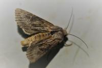 Aporophyla australis