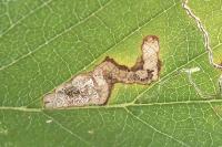 Stigmella viscerella