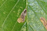 Stigmella viscerella