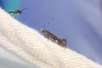 Aproaerema anthyllidella