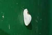 Cilix hispanica