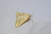 Aspitates ochrearia