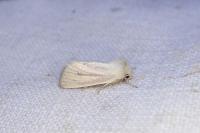 Denticucullus pygmina