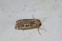 Tholera decimalis