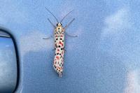 Utetheisa pulchella