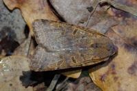 Agrochola lychnidis