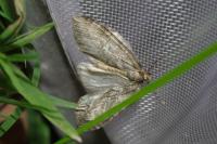 Epirrita dilutata