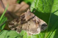 Autographa gamma