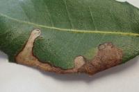 Stigmella suberivora