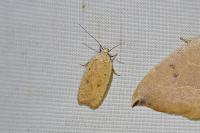 Agonopterix irrorata