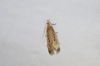 Nothris congressariella