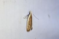Nothris congressariella