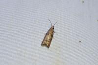 Acroclita subsequana