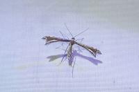 Gypsochares bigoti