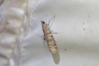 Dioryctria mendacella