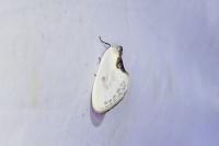 Cilix hispanica