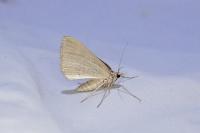 Scotopteryx peribolata
