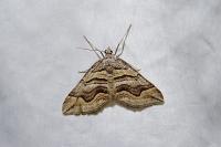 Scotopteryx peribolata