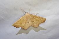 Gerinia honoraria