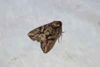 Dryobotodes tenebrosa