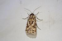 Agrotis vestigialis