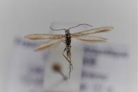Coleophora lassella