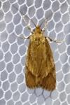Diurnea lipsiella