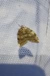 Epirrita dilutata