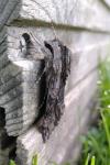 Agrius convolvuli
