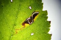 Bucculatrix albedinella