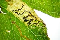 Stigmella hybnerella