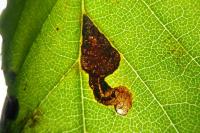 Stigmella viscerella
