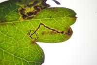 Stigmella hybnerella