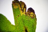 Stigmella hybnerella