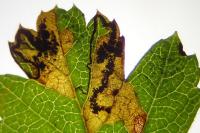 Stigmella hybnerella