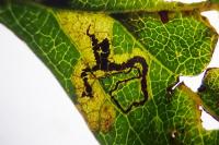 Stigmella hybnerella