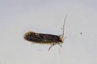 Monopis laevigella