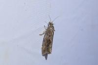 Endothenia quadrimaculana