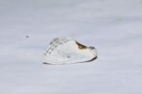 Cilix hispanica